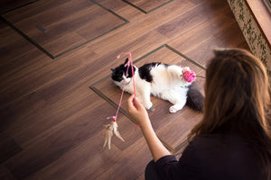 Fun Pet Toys For Active Play