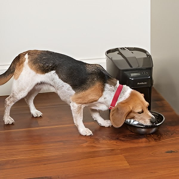 Simple Pet Feeding For Daily