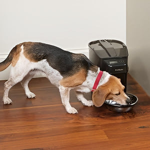 Simple Pet Feeding For Daily