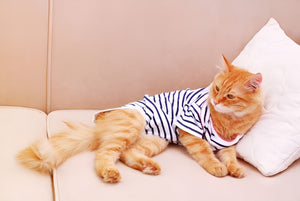 Comfortable Pet Clothes For Everyday